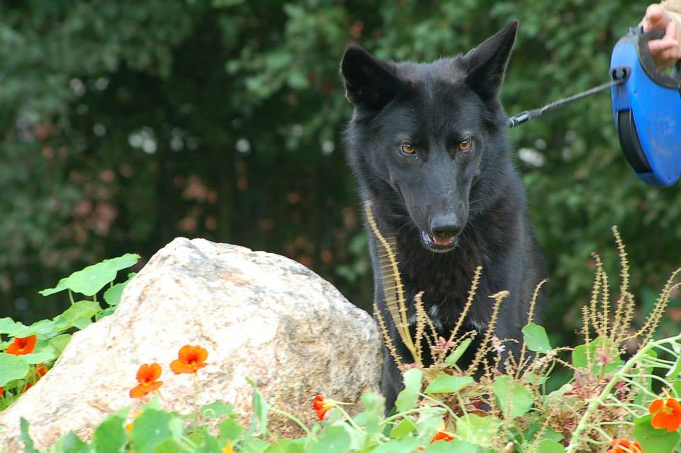 Esaya Lycaner Wolfdog, copyright © Iris Scholz