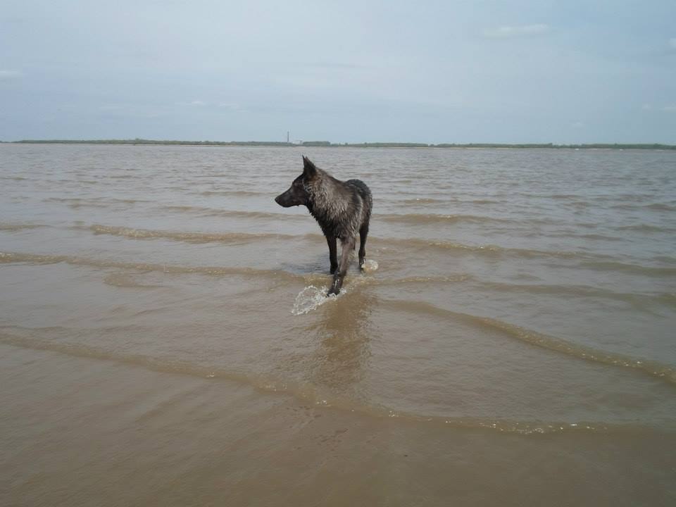 Feanor Lycanis Wolfdog®