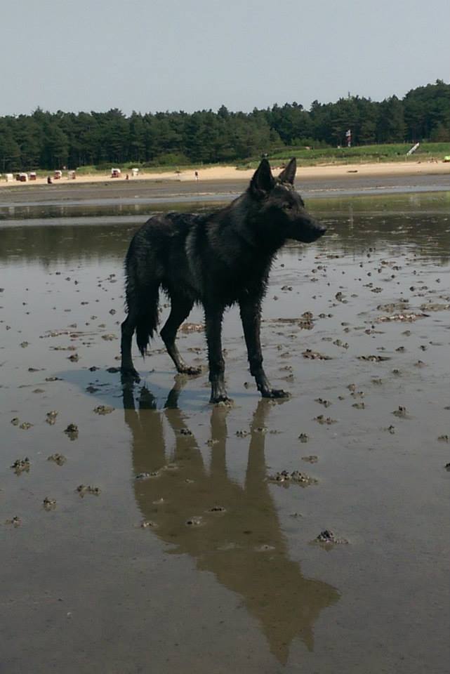 Feanor Lycanis Wolfdog®