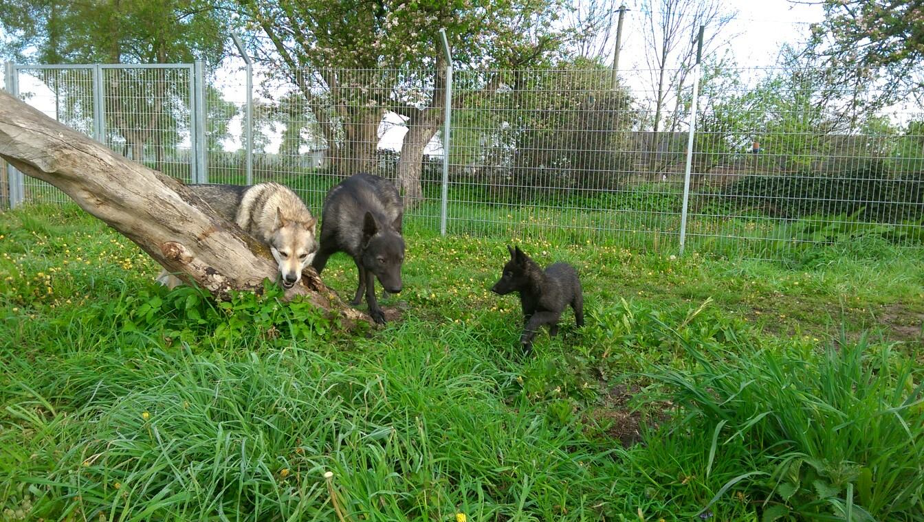 Lycanis Wolfdog®s: vorn links nach rechts: Cjallar, Feanor, Heria