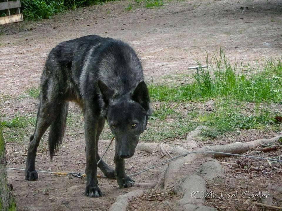 Feanor Lycanis Wolfdog®