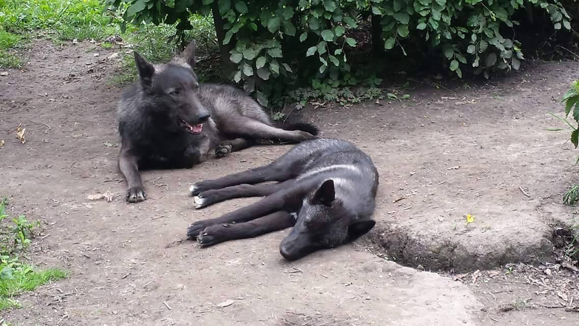 Lycanis Wolfdog®s: Feanor links, Heria rechts (Tochter von Blue Jade)