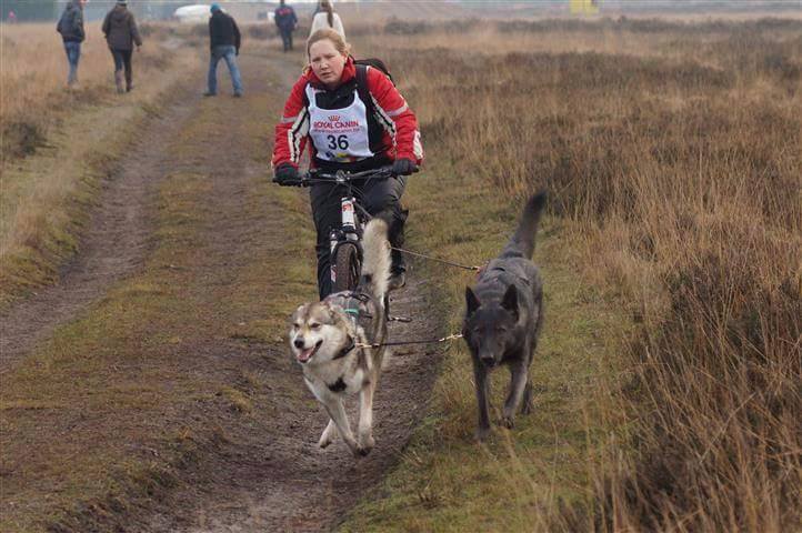 Lycanis Wolfdog®s: links Cjallar (Halbschwester) & rechts Feanor