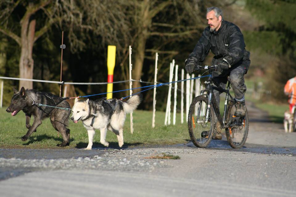 Feanor Lycanis Wolfdog® & Husky