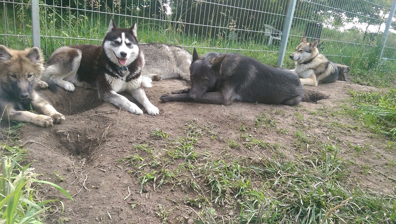 von links nach rechts: Hilja, Husky, Husky, Feanor & Cjallar