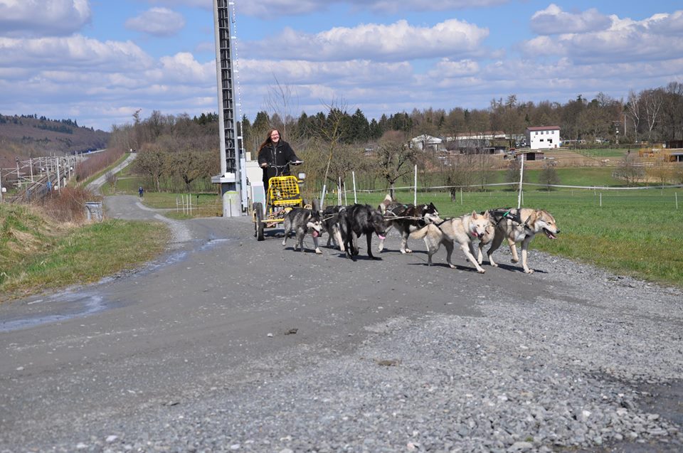 Lycanis Wolfdog®s: vorne rechts Cjallar, Mitte links Feanor