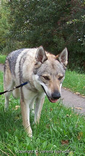 Tschechoslowakischer Wolfshund Apache