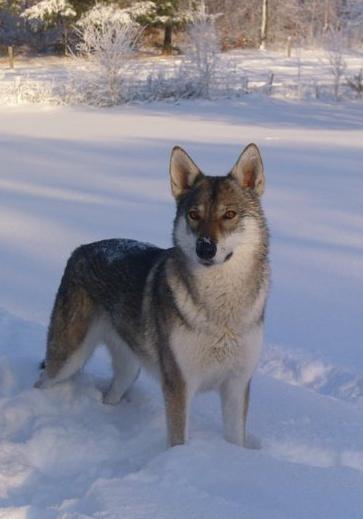 Amitola Tala Lycanis Wolfdog®