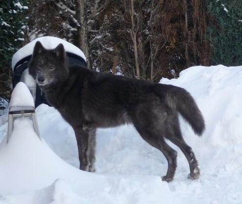 Spencer Wolfdog, Amerikanischer Wolfshund