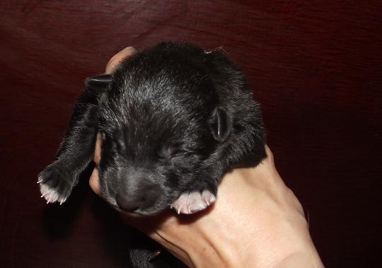 Dinali Lycanis Wolfdog® Dinali Lycanis Wolfdog®