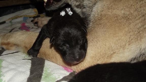 Lycanis Wolfdog® Lycanis Wolfdog®