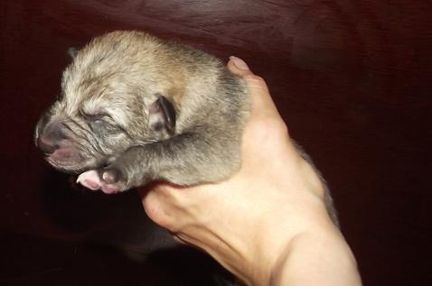 Lycanis Wolfdog® Lycanis Wolfdog®