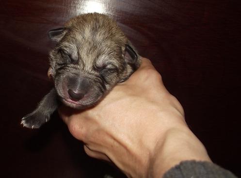Dimas Lycanis Wolfdog® Dimas Lycanis Wolfdog®
