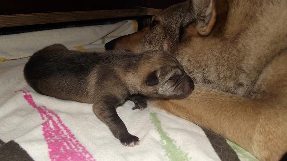 Lycanis Wolfdog® Lycanis Wolfdog®