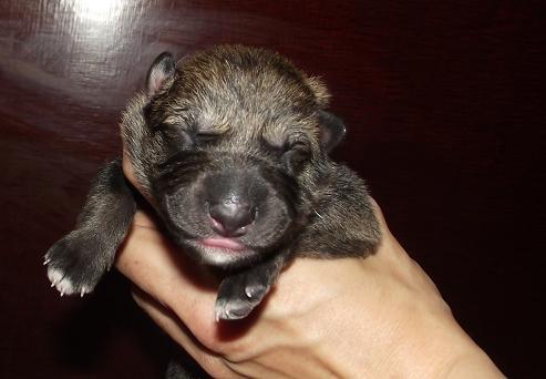 Dacra Lycanis Wolfdog® Dacra Lycanis Wolfdog®