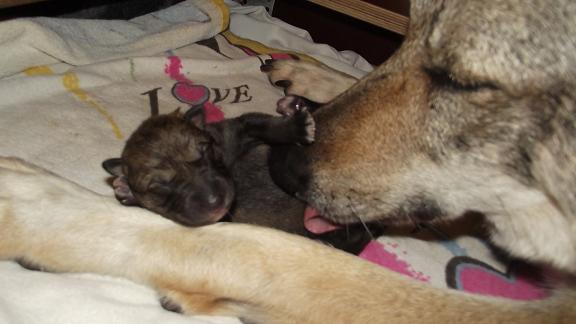 Lycanis Wolfdog® Lycanis Wolfdog®