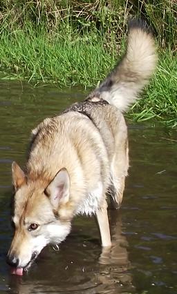 Wolfhund Aponi Lycanis Wolfdog®