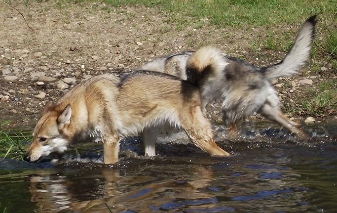 Wolfshund Aponi Lycanis Wolfdog®