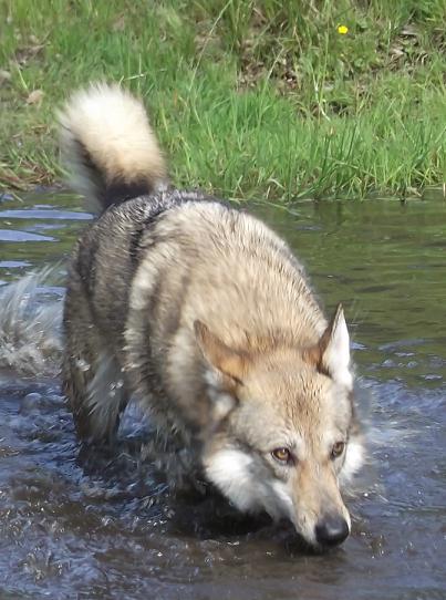 Wolfshund Aponi Lycanis Wolfdog®