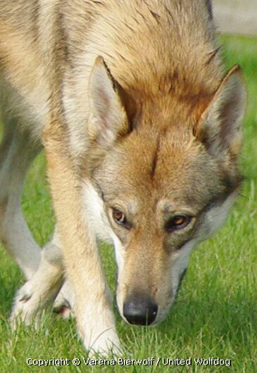 Wolfhund Aponi