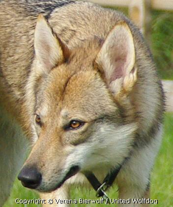 Wolfhund Aponi