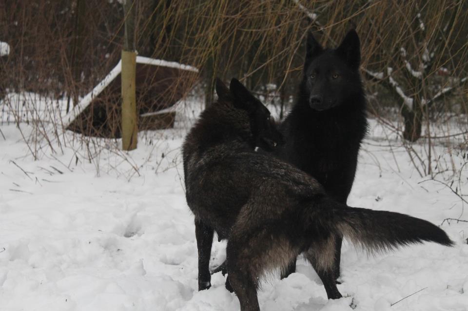 Wolfdogs