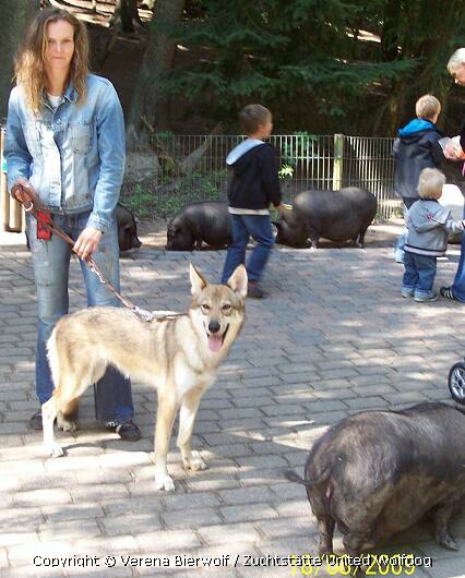 Wolfshund Aponi Lycanis Wolfdog®