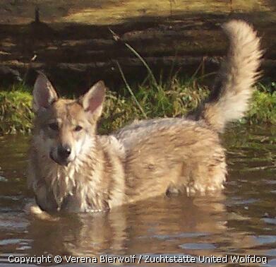 Wolfdog