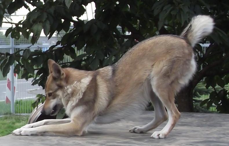 Aponi Lycanis Wolfdog®