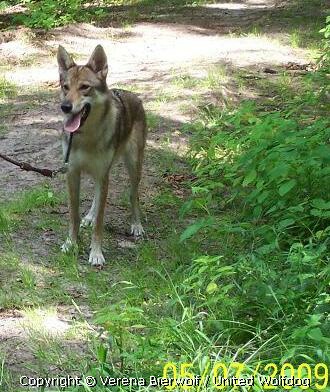 Aponi Lycanis Wolfdog®