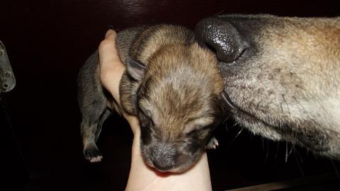 Lycanis Wolfdog® Lycanis Wolfdog®