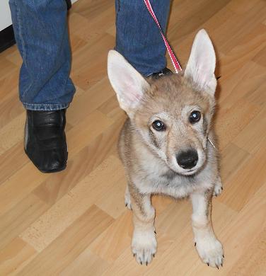 Lycanis Wolfdog® Lycanis Wolfdog®