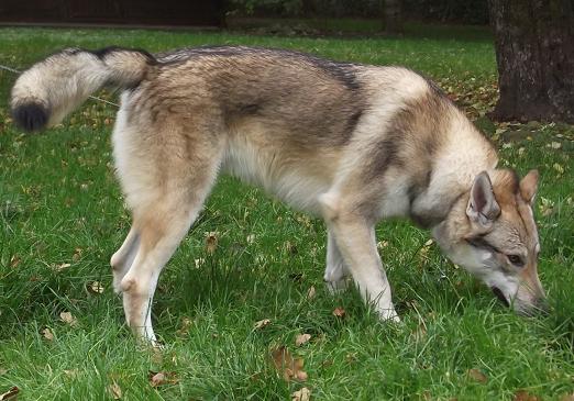 Boreas Lycanis Wolfdog®