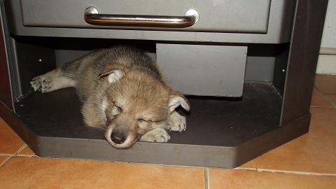 Lycanis Wolfdog® Lycanis Wolfdog®