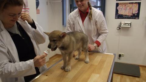 Lycanis Wolfdog® Lycanis Wolfdog®