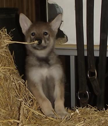 Lycanis Wolfdog® Lycanis Wolfdog®