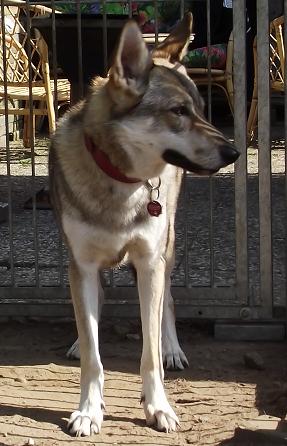 Lycanis Wolfdog®