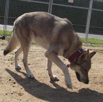 Lycanis Wolfdog®