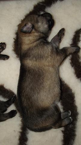 Lycanis Wolfdog® Lycanis Wolfdog®