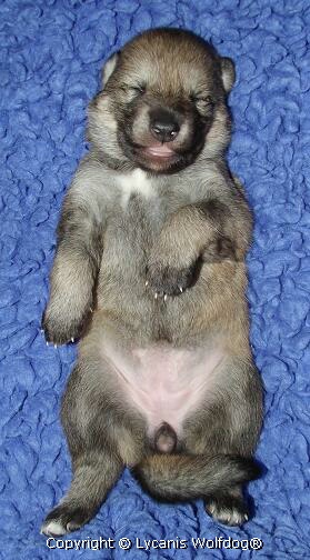 Lycanis Wolfdog® Lycanis Wolfdog®