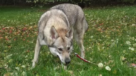 Beyla Lycanis Wolfdog®