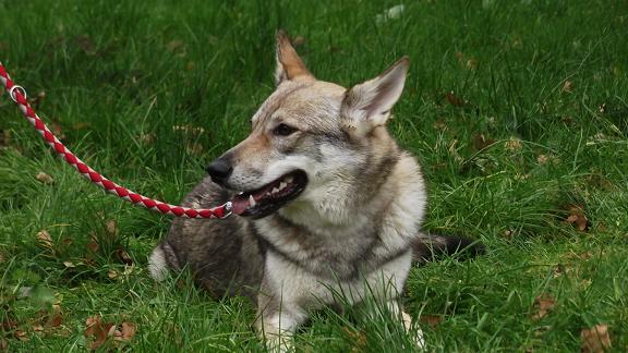 Lycanis Wolfdog®