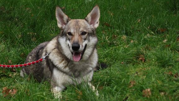 Lycanis Wolfdog® Lycanis Wolfdog®