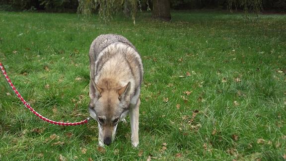 Lycanis Wolfdog®