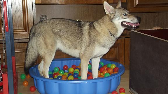 Lycanis Wolfdog® Lycanis Wolfdog®
