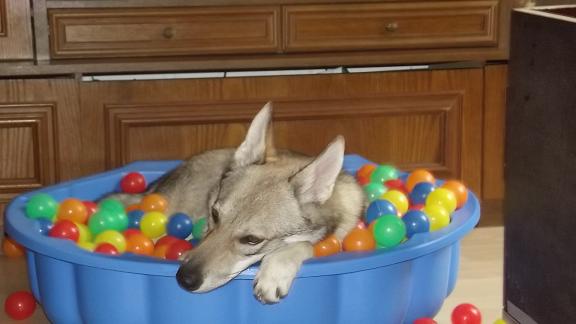 Lycanis Wolfdog® Lycanis Wolfdog®