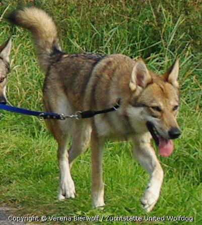 Aponi Lycanis Wolfdog®