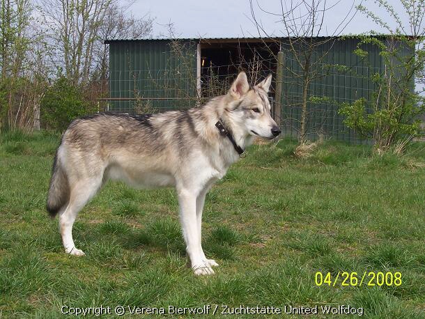 Lykaios Spencer Wolfdog