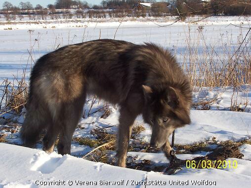 Amerikanischer Wolfshund/ Spencer Wolfdog Blue Jade