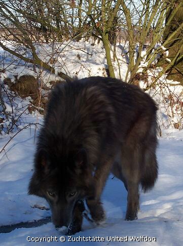 Amerikanischer Wolfshund/ Spencer Wolfdog Blue Jade